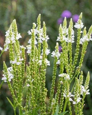Verbena White Spires