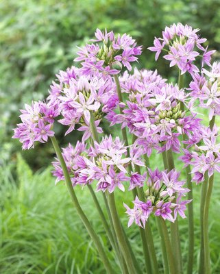 Allium Unifolium Eros Bulbs