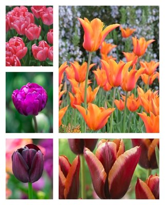 Tulips from Amsterdam Collection