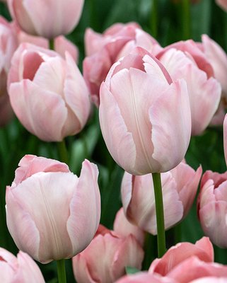 Tulip Mystique Van Eijk Bulbs