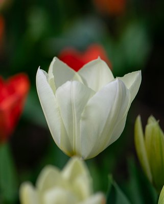 Tulip Purissima (White Emperor) Bulbs