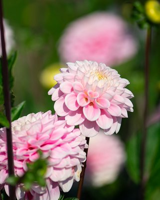 Dahlia Wizard of Oz Tubers