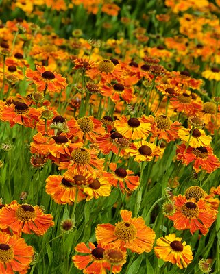 Helenium Waltraut