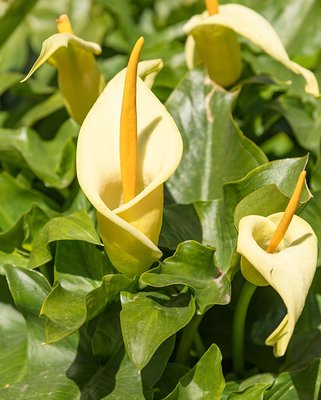 Arum creticum (Cretan Arum)