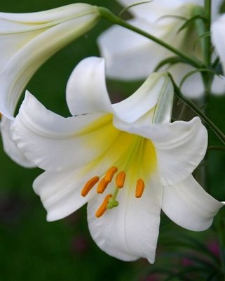 Lilium Regale Album Bulbs