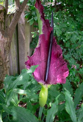 Dracunculus Vulgaris Bulbs
