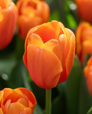 Tulip Triple A Bulbs