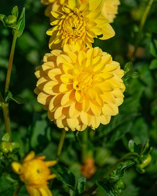 Dahlia Bocerell Tubers
