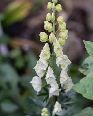 Aconitum Schneewittchen