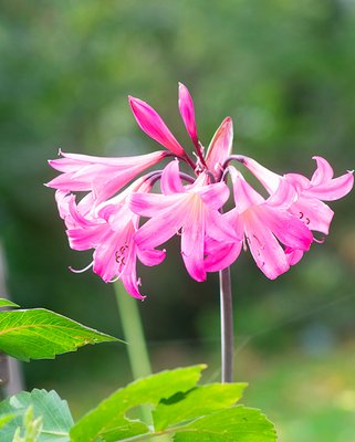 Amaryllis Belladonna Bulbs