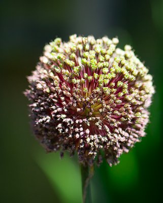 Allium Amethystinum Forelock Bulbs