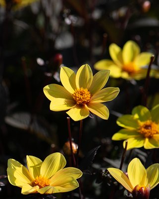 Dahlia HS Party ®