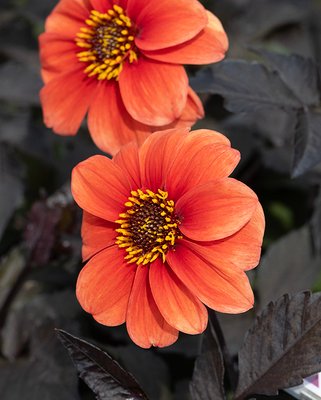 Dahlia Catherine Deneuve ® Tubers