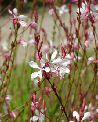 Gaura Whirling Butterflies