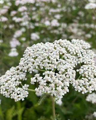 Achillea millefolium White Beauty