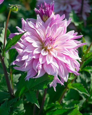Dahlia Labyrinth Two Tone