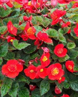 Begonia Multiflora Flamboyant