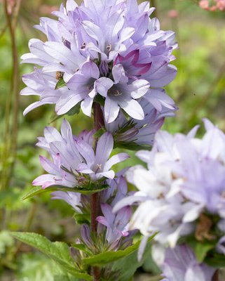 Campanula Caroline