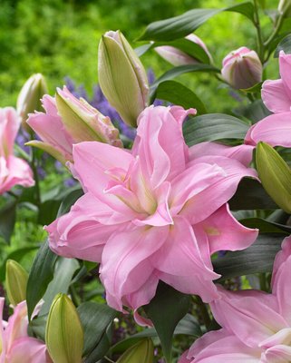 Lilium Roselily Editha Bulbs