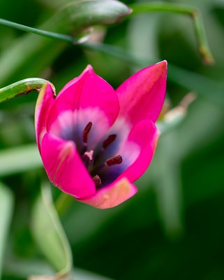 Tulip Little Beauty Bulbs