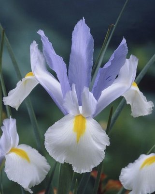 Dutch Iris ‘Silver Sky’