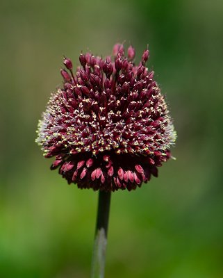 Allium Amethystinum Red Mohican Bulbs