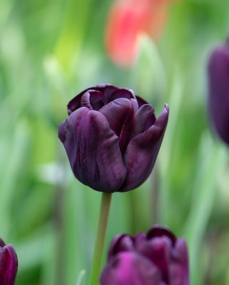 Tulip Paul Scherer Bulbs