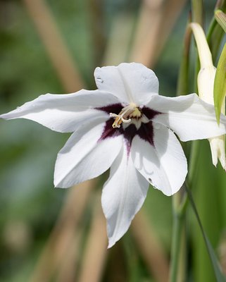 Acidanthera - Gladiolus Callianthus Murielae Bulbs