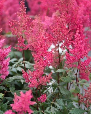 Astilbe chinensis Vision Vulcano