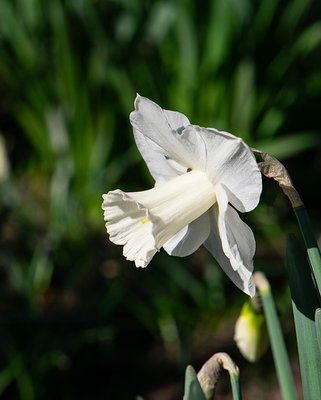 Narcissus Mount Hood Bulbs