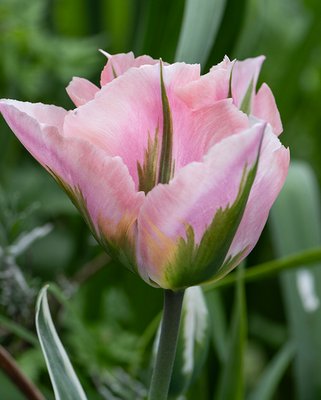 Tulip China Town Bulbs