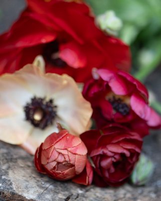 Ranunculus Picotee Cafe Bulbs