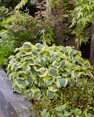 Hosta Mini Skirt