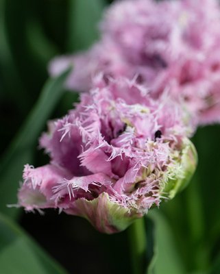 Tulip Newcastle