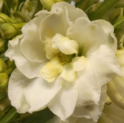 Delphinium Sungleam
