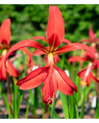 Sprekelia formosissima (Aztec lily)