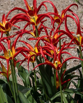 Tulip Go Go Red Bulbs