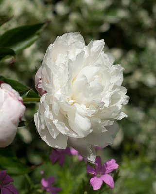 Peony Shirley Temple