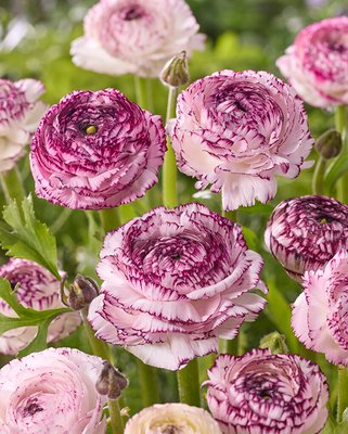 Ranunculus friandine Cappuchino Corm