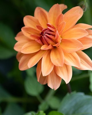 Dahlia Summer Flame Tubers