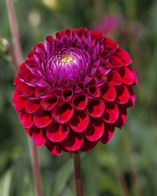 Dahlia Ivannetti ® Tubers