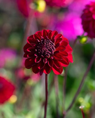 Dahlia Red Jill Tubers