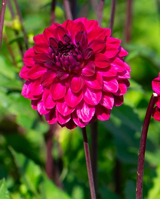 Dahlia Buran Tubers