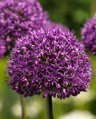 Allium Statos