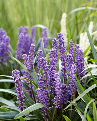 Liriope muscari Big Blue