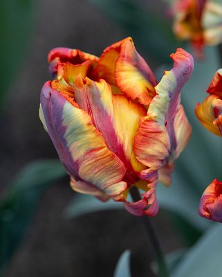 Tulip Rasta Parrot Bulbs