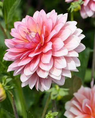 Dahlia Sheer Heaven Tubers