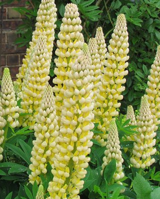 Lupine Chandelier