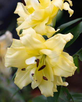 Lilium Exotic Sun Bulbs
