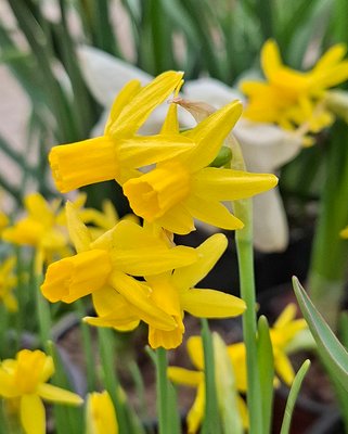 Narcissus Heart to Heart